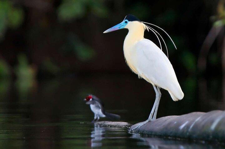 From Puerto Maldonado Lake Sandoval Jungle Trek Full Day