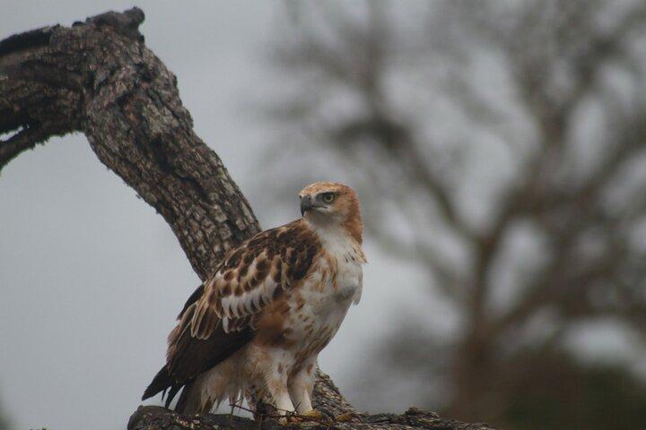Yala National Park Safari Tours