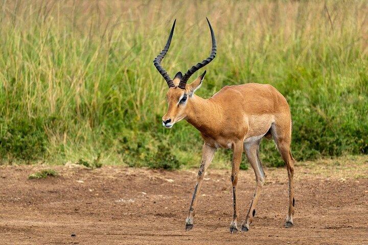 Nairobi National Park Tour