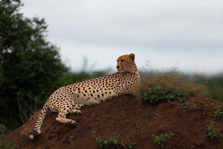 Nairobi National Park Tour