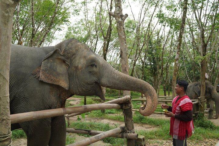 Khaolak Elephant Sanctuary, Cooking Class and Waterfall Tour