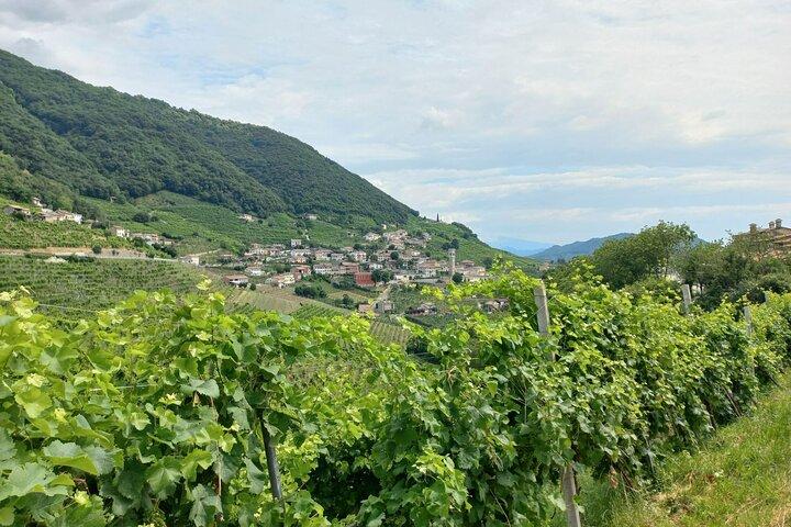 Prosecco Hills Day Trip from Venice & Treviso: 2 Wineries