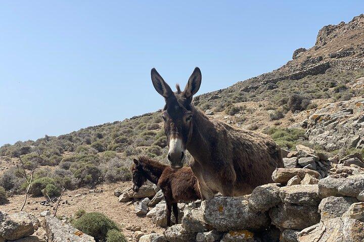 Private Tour in Mykonos with a Local