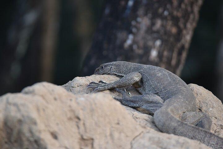 Wilpattu National Park Full Day Safari (Private & All-Inclusive)