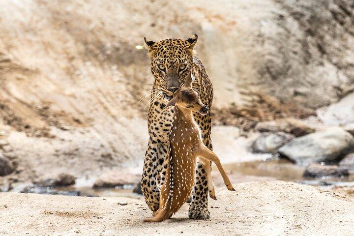Yala National Park Full Day Safari (Private & All-Inclusive)