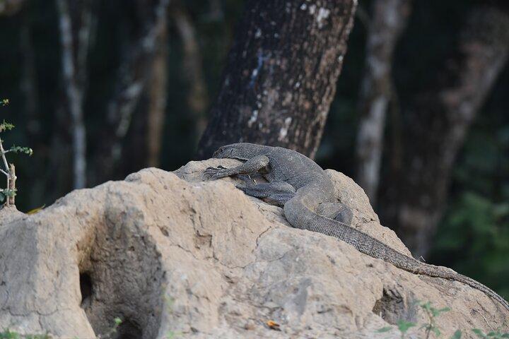 Yala National Park Full Day Safari (Private & All-Inclusive)