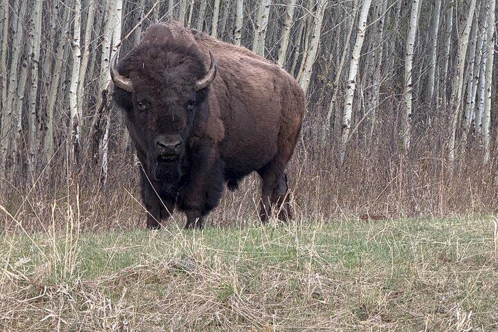 Explore Waterton National Park from Calgary Day Guided Tour