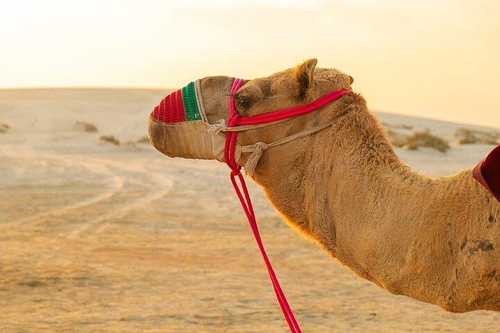 Doha Desert Safari Quadbike Dune Bashing Camel Ride Island Sea