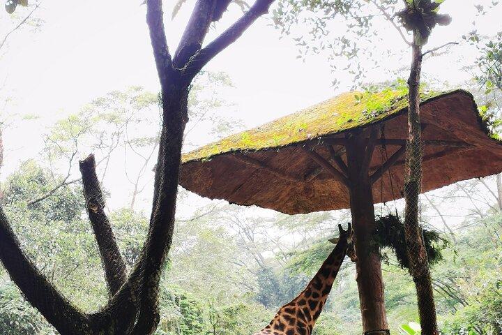 Jakarta Bogor Taman Safari Indonesia Private Car Tour Experience