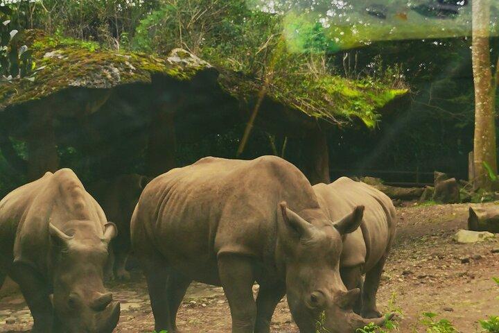 Jakarta Bogor Taman Safari Indonesia Private Car Tour Experience