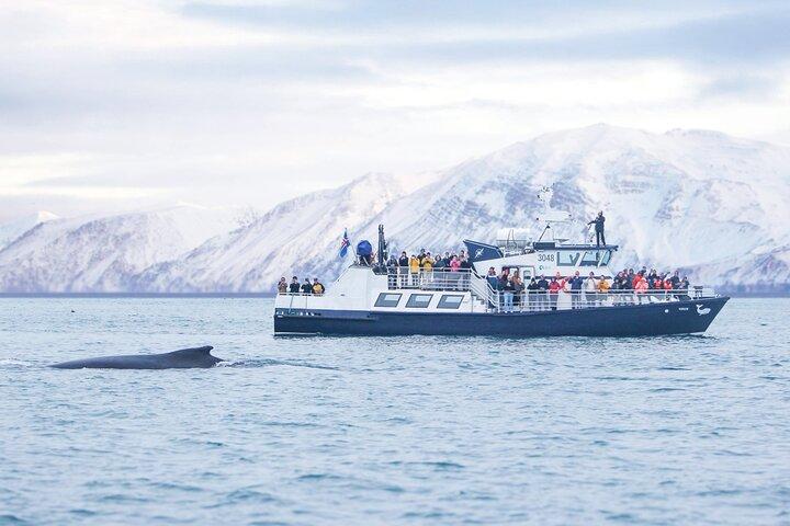 Húsavík: Family-Run Whale Watching Tour