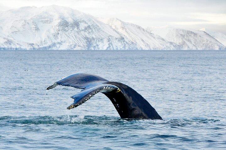 Húsavík: Family-Run Whale Watching Tour