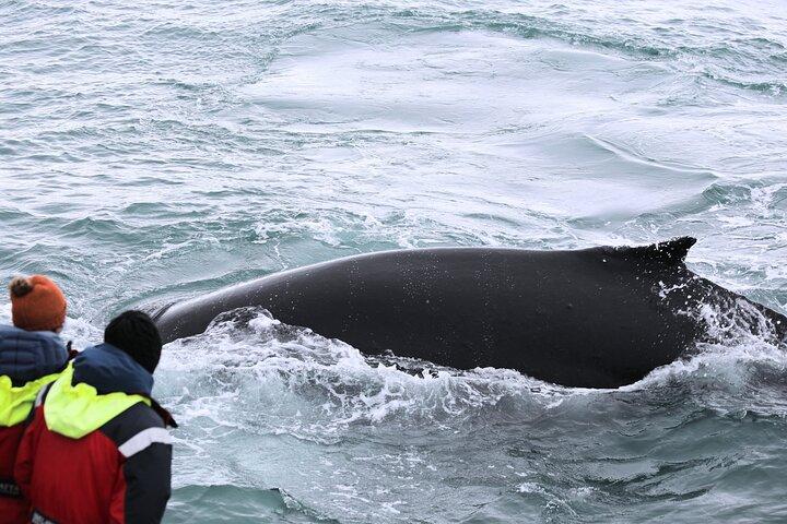 Húsavík: Family-Run Whale Watching Tour