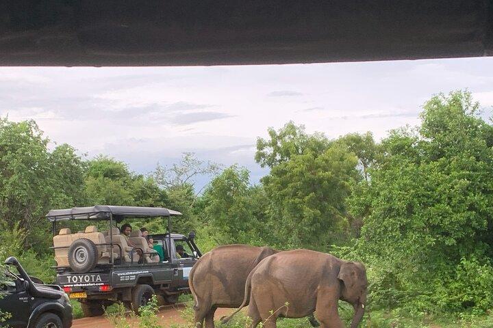 Udawalawa National Park Safari Ahungalla,kosgoda,bentota,beruwala