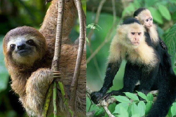 Wildlife boat tour Panama Canal Sloth Sanctuary Butterfly Garden