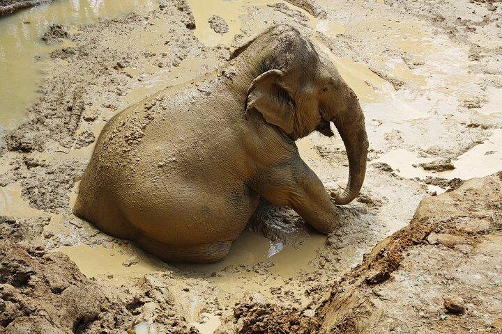 A beautiful afternoon with our elephants