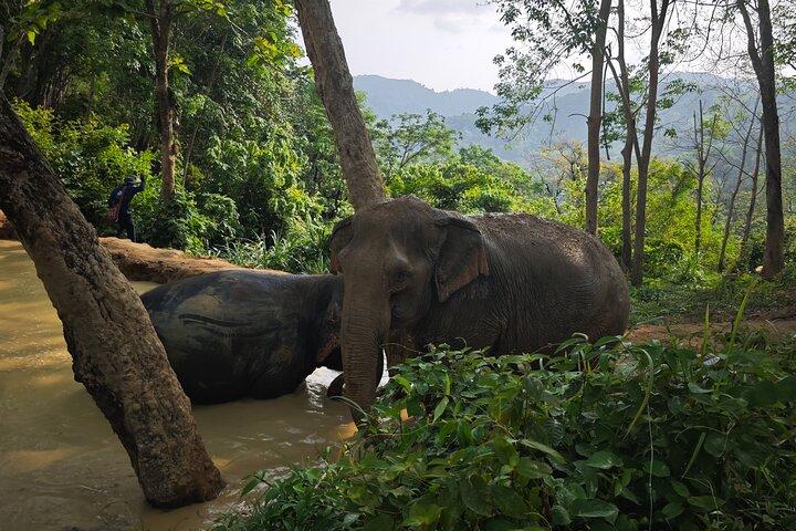 A beautiful afternoon with our elephants