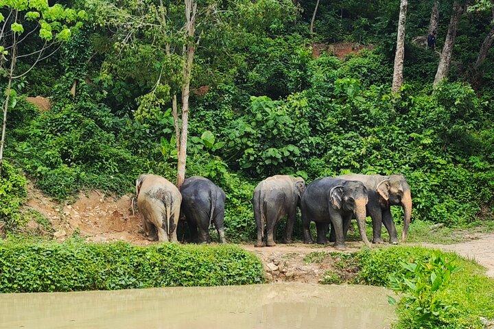 A beautiful afternoon with our elephants