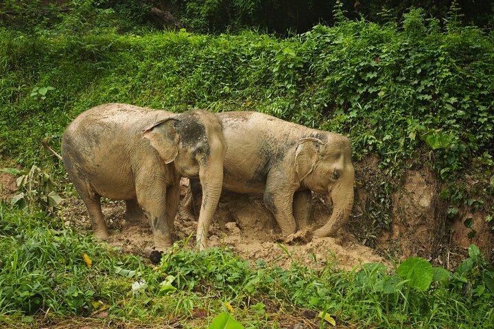 A beautiful afternoon with our elephants