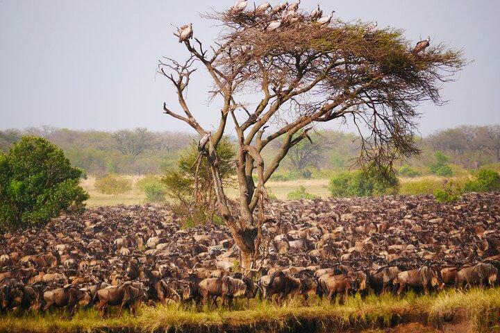 5 Day Explore the Wonders of Calving Season Mid Range Adventure