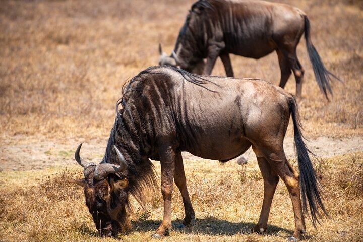 5 Day Explore the Wonders of Calving Season Mid Range Adventure