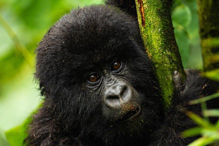 One Day Gorilla Trekking in Volcanoes National Park