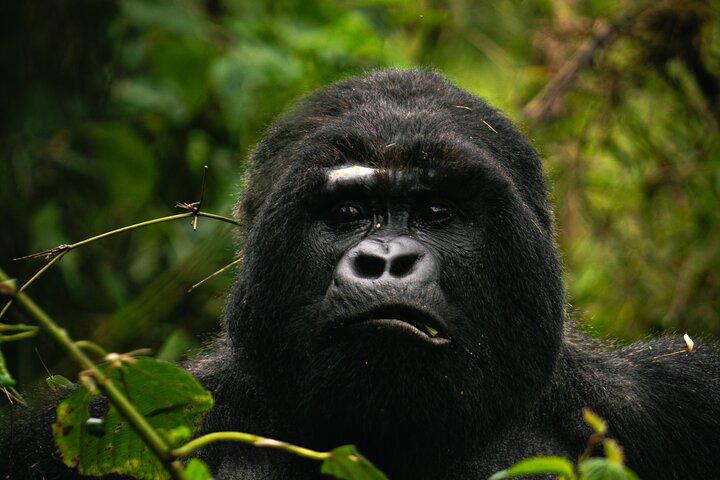 One Day Gorilla Trekking in Volcanoes National Park