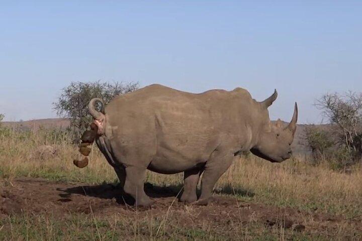 Hluhluwe Imfolozi Big 5 Safari from Durban