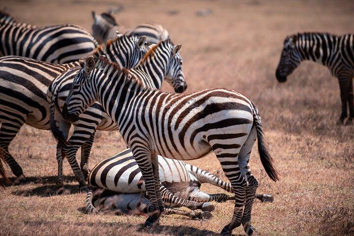 8 Day Private Safari Tour Across Tanzania’s Wildlife Wonders