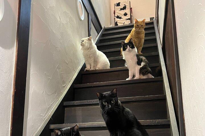 Private Tea Ceremony at Kyoto Cat Sanctuary – Ethical Retreat