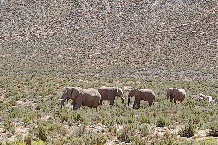 Private tour: Big 5 Sunset Safari Experience &Wine tasting