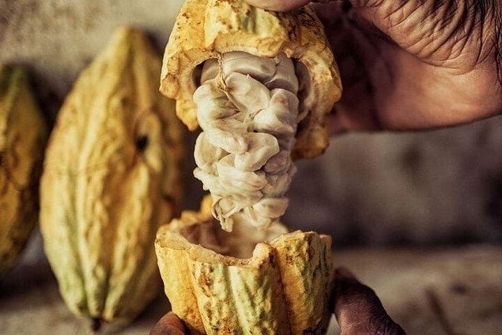Tour of indigenous trails, coffee, cocoa, waterfalls - Minca