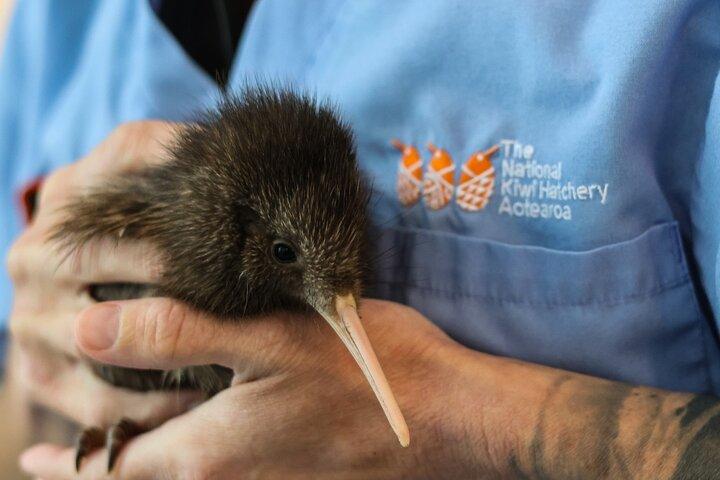 National Kiwi Hatchery - Kiwi Encounter Guided Tour