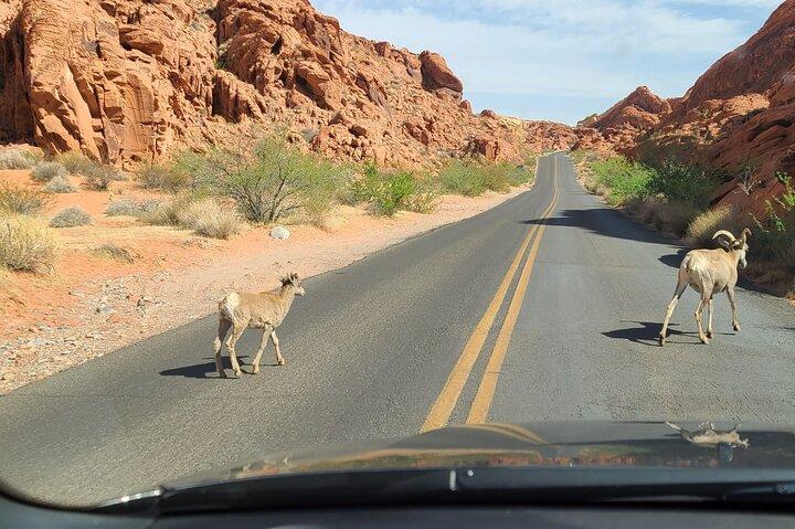 Valley of Fire and Red Rock Canyon