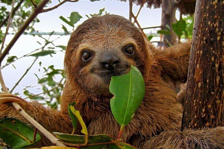 Roatan Sloths, Golf Cart Adventure & Private Beach Lunch & Drinks