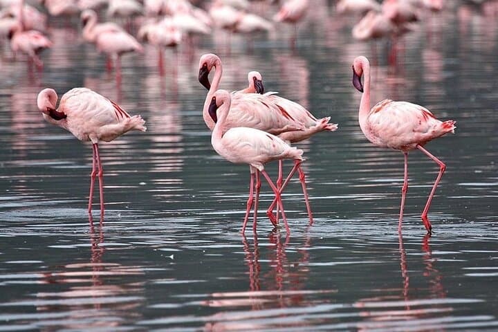 6 Days Masai Mara in Lake Nakuru and Amboseli National Parks