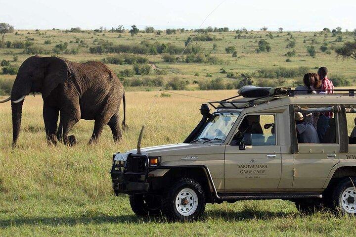 6 Days Masai Mara in Lake Nakuru and Amboseli National Parks
