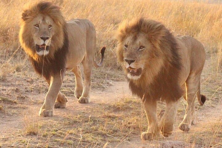 6 Days Masai Mara in Lake Nakuru and Amboseli National Parks