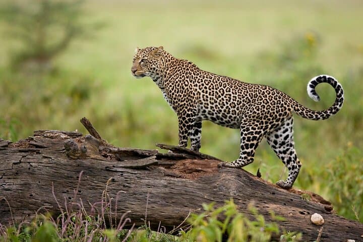 6 Days Masai Mara in Lake Nakuru and Amboseli National Parks