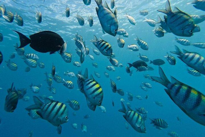 Sosua Snorkeling Adventure Tour with Guide and Gear Included