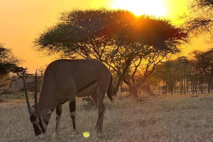 Full Day Serval Wildlife Sanctuary and Hot Springs Tour