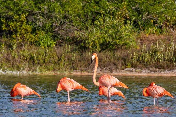 Sisal Mangroves Tour with Beach Visit and Local Experience