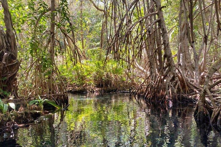 Sisal Mangroves Tour with Beach Visit and Local Experience