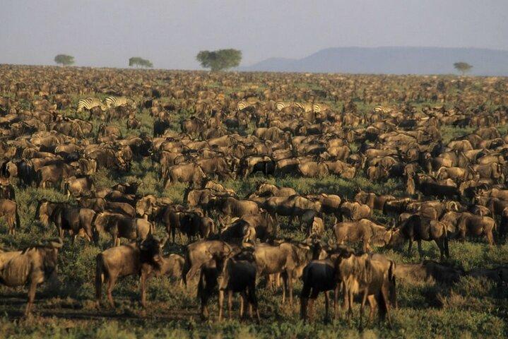 Serengeti Safari Adventure to Witness the Great Migration