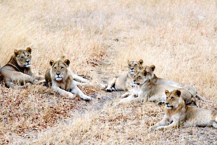 Serengeti Safari Adventure to Witness the Great Migration