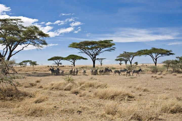Serengeti Safari Adventure to Witness the Great Migration