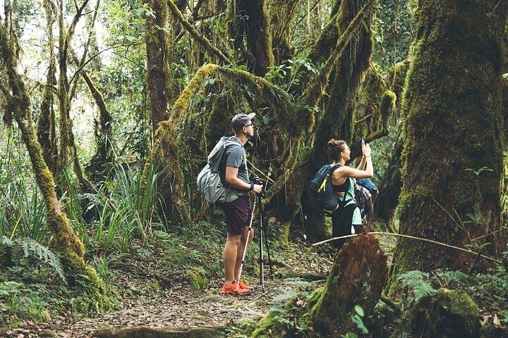 Kilimanjaro National Park Minivan Private Tour
