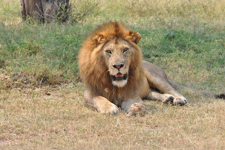 5 Day Mid Range Balloon Safari Tarangire, Ngorongoro & Serengeti
