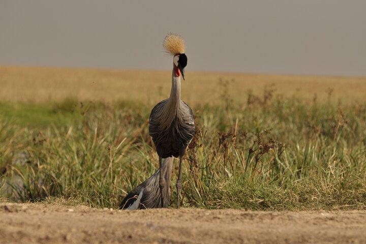 5 Days Safari Tarangire,Ngorongoro and Serengeti Royal Experience