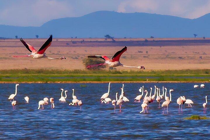 2 Nights 3 days Amboseli National park with 4*4 vehicle